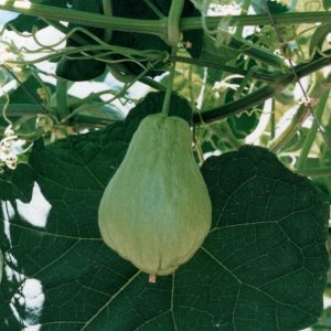 Chayote / Sechium Edule