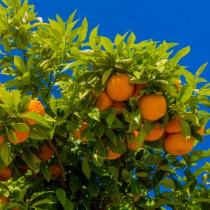 Mandarina / Citrus Reticulata