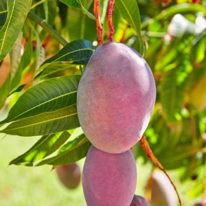 Mango / Mangifera Indica