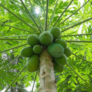 Papaya Maradol / Carica Papaya