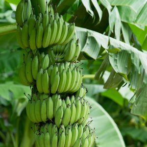 Plátano / Musa Paradisiaca